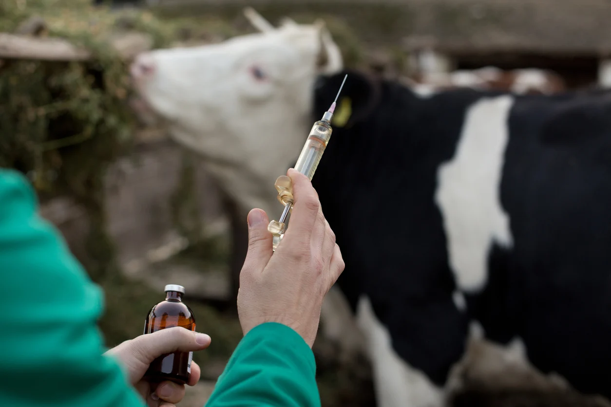 Animal Vaccination