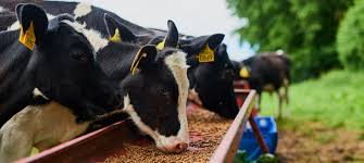 Animal Nutrition
